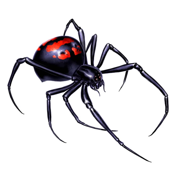 Fekete özvegy pók fehér háttér reális illusztráció — Stock Fotó