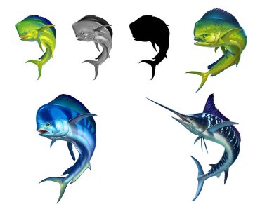 Mahi mahi or dolphin fish on white. Realistic illustration clipart