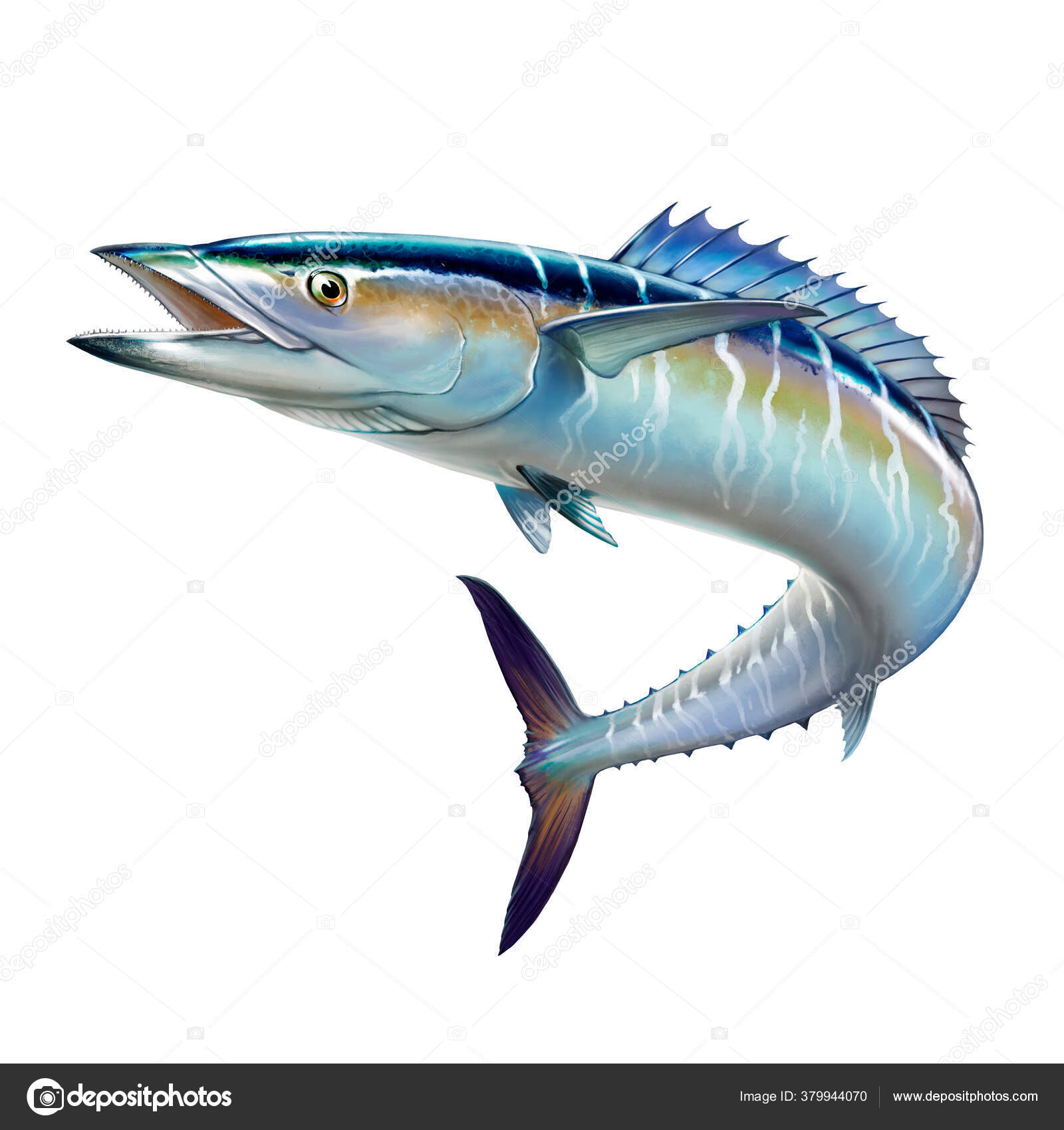 西班牙鲭鱼在白色逼真的图解上把大鱼隔离开——图库图片© sproutnft@gmail.com #379944070