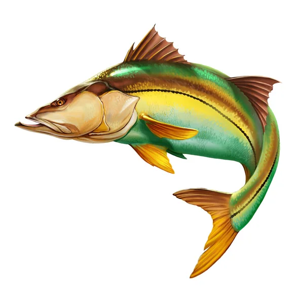 Snook Κοινά Ψάρια Βάσεις Λευκό Ρεαλιστική Απεικόνιση Θέση Για Κείμενο — Φωτογραφία Αρχείου