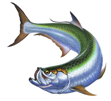 Beyaz üzerine büyük bir balık. Elopiformes gerçekçi illüstrasyon.