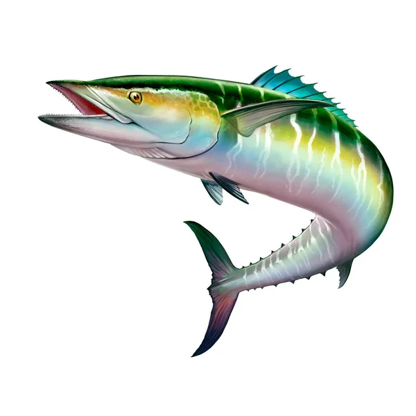 Spansk Makrill Wahoo Grön Fisk Stor Fisk Vit Realistisk Illustration — Stockfoto