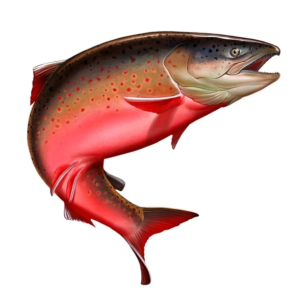 Atlantic salmon or pink salmon on a white background. Red salmon. Fishing on the river northern fish. Brown trout. — Stock Image Atlantic Salmon Pink Salmon White Background Red Salmon Fishing River Stock Image