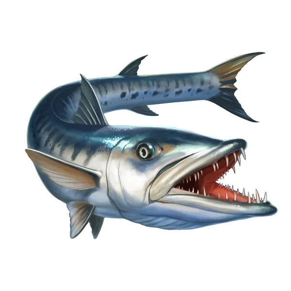 Stor Barracudafisk Vitt Sphyraena Barracuda Realistisk Illustration Isolat — Stockfoto