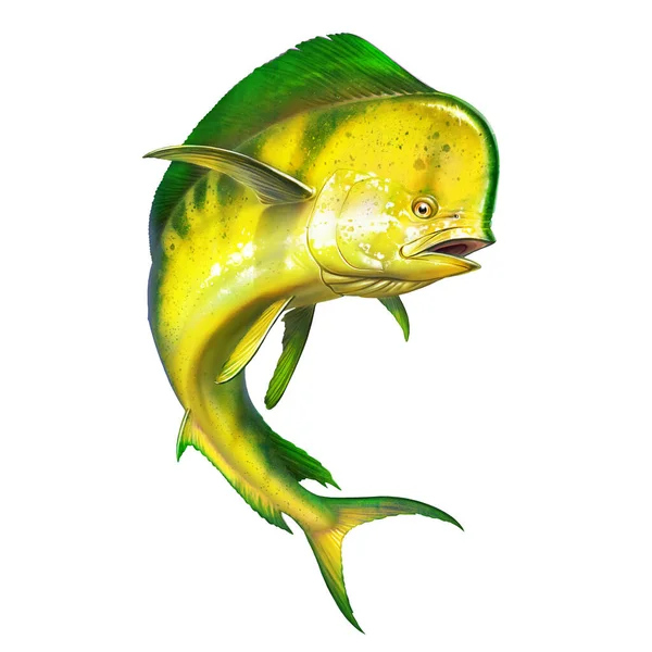 Mahi mahi or dolphin fish on isolate. Mahi mahi yellow fish realistic illustration. A large predatory fish jumps out of the water.