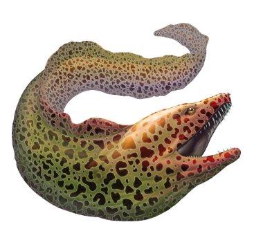 Moray yılanbalığı Gymnothorax moringa. Benekli yılan balığı..