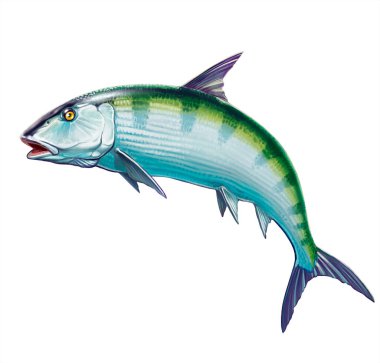 Beyaz arka planda kemikli balık.