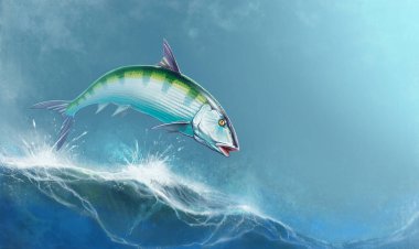 Dalgaların arasından fırlayan kemikli balıklar...