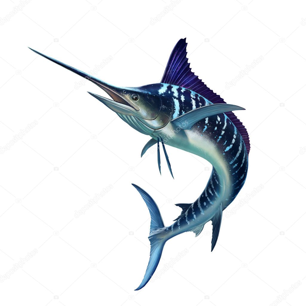 Striped marlin on white, fish sword. Realistic isolated illustration.