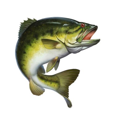 Larged bass jumps out of water isolate realistic illustration. Big bass perch fishing in the usa on a river or lake at the weekend. clipart