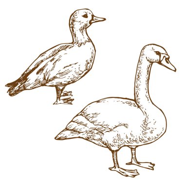 Su kaz ve ördek çizilmiş çizgiyi sanat hisse senedi vektör çizim beyaz arka plan üzerinde izole kitap sayfa boyama için el