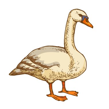 Sukuşu kaz elle çizilmiş hat sanat hisse senedi vektör illüstrasyon izole beyaz arka plan üzerinde