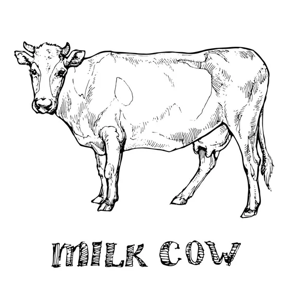 Milk Cow Farm Animal Ink Sketch Dessin Main Gravure Sur — Image vectorielle