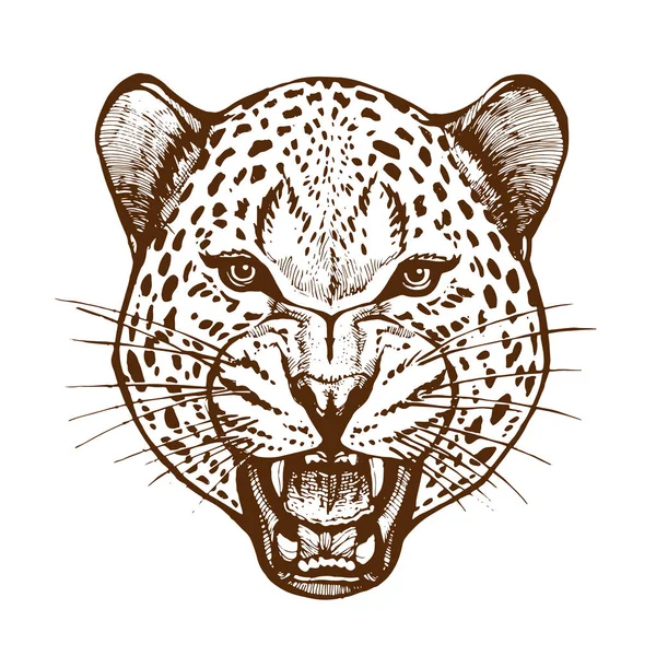 Roaring Leopard Head Bared Teeth Animal Portrait Ink Sketch Hand — Stock Vector