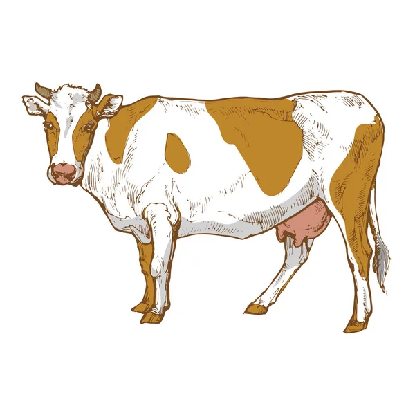 Leite Vaca Animal Tinta Esboço Mão Desenhado Linha Arte Fundo —  Vetores de Stock