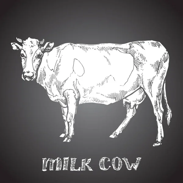 Leite Vaca Animal Sobre Tinta Fundo Preta Esboço Mão Desenhado —  Vetores de Stock