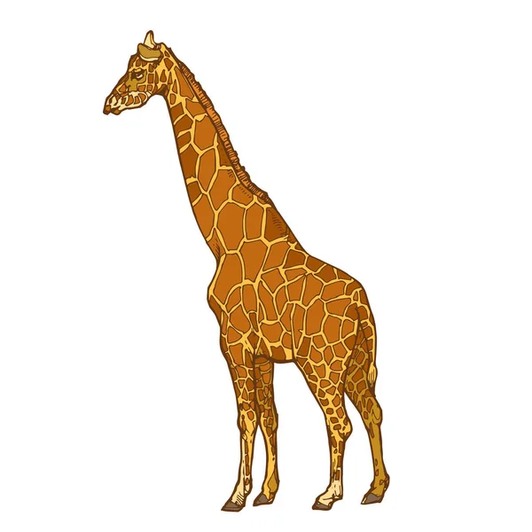Векторная Иллюстрация Жирафа Белом Фоне — стоковый вектор
