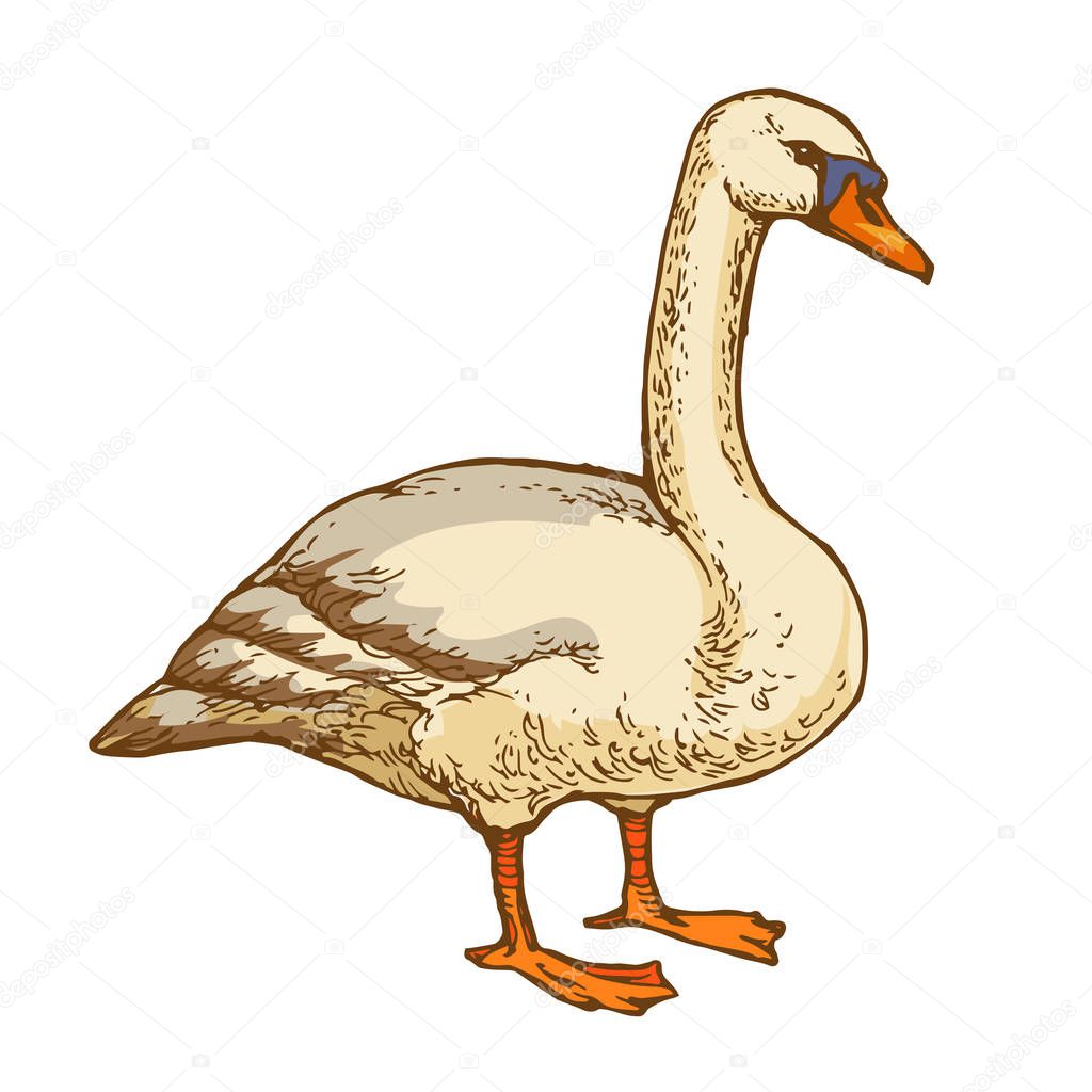 Waterbird goose hand drawn line art stock vector illustration isolated on white background