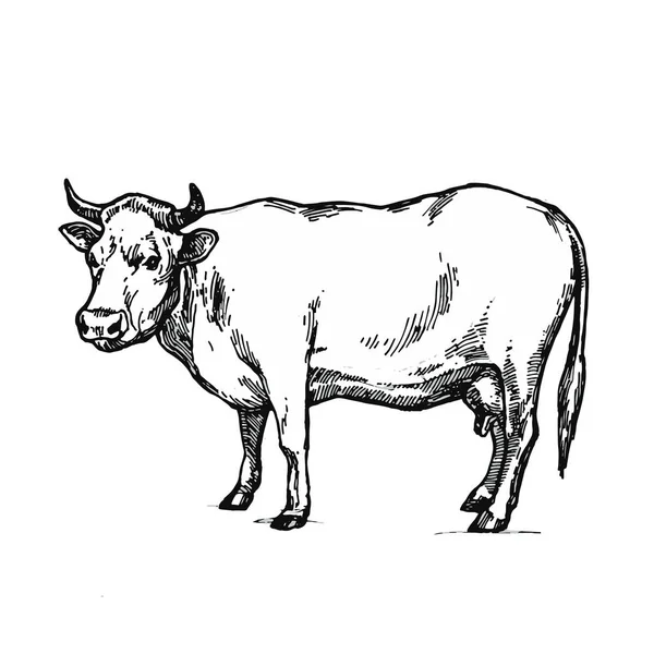 白い背景手描きライン アート株式ベクトル イラスト本ページを着色するために分離された牛 — ストックベクタ