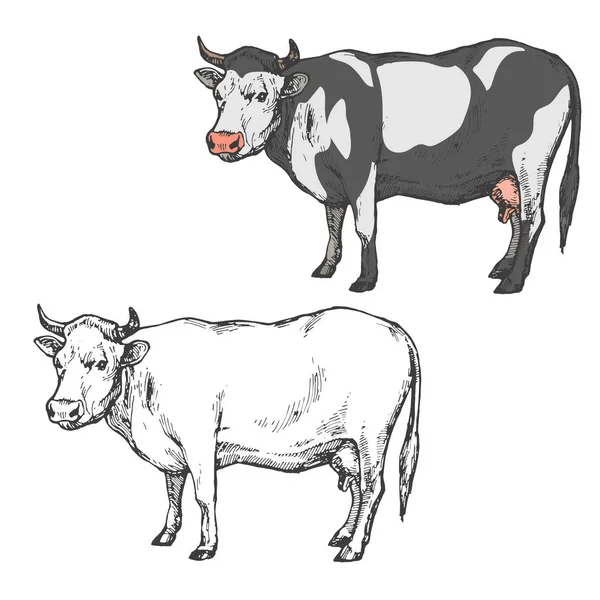 Vaca Fazenda Animal Preto Branco Isolado Fundo Branco Mão Desenhada —  Vetores de Stock