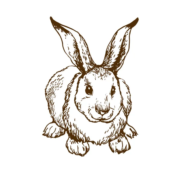 Kaninchen Hase Niedliches Kleines Häschen Handgezeichnete Linie Kunst Tusche Skizze — Stockvektor