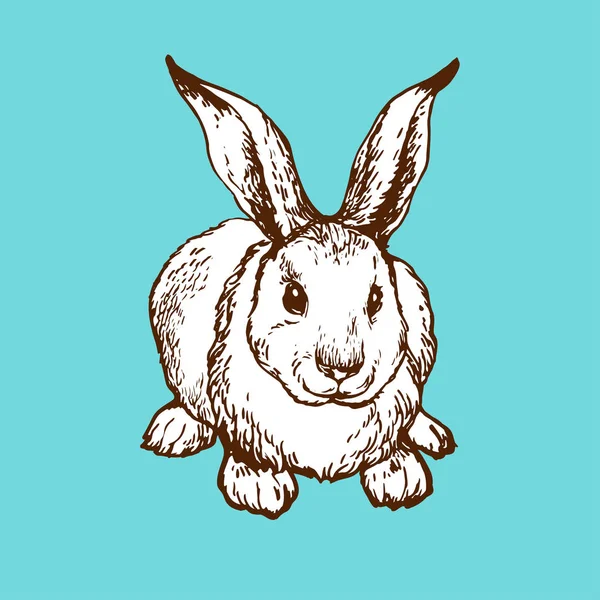 Kanin Hare Söt Liten Bunny Handritade Linje Konst Bläck Skiss — Stock vektor