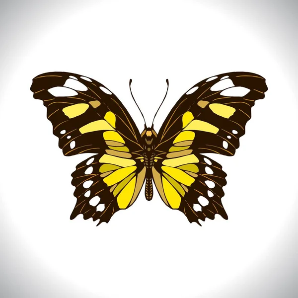 Schmetterling Isoliert Farbe Hand Gezeichnet Stock Vektor Illustration — Stockvektor