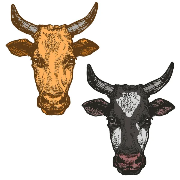 Cow Bull Head Horn Domestic Animal Set Ink Sketch Hand — Stock Vector