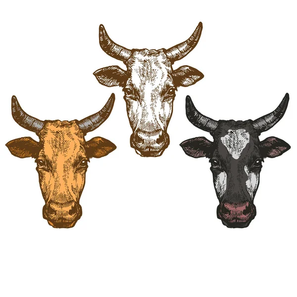 公牛头与垫铁家畜设置墨水素描手绘插图在白色背景插图集上隔离 — 图库矢量图片