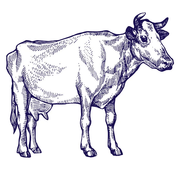 Vache Isolée Sur Fond Blanc Dessin Main Illustration Vectorielle Stock — Image vectorielle