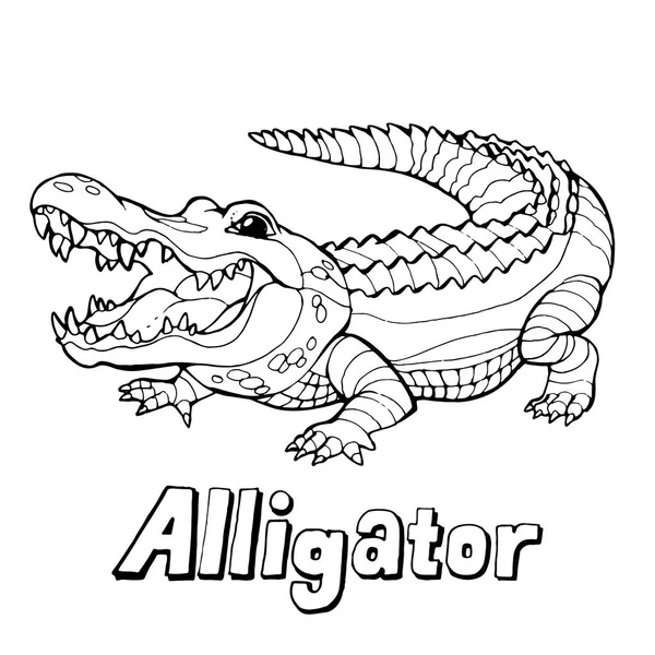 Alligator Cartoon Voorraad Vectorillustratie Witte Achtergrond — Stockvector