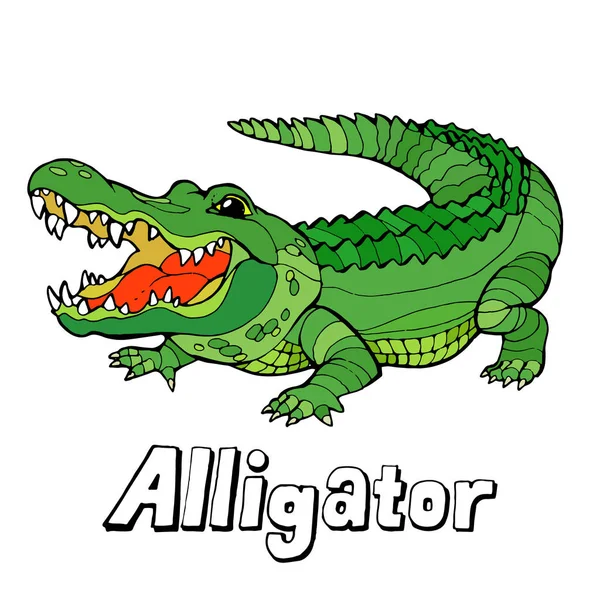 Alligator Tecknad Lager Vektorillustration Vit Bakgrund — Stock vektor