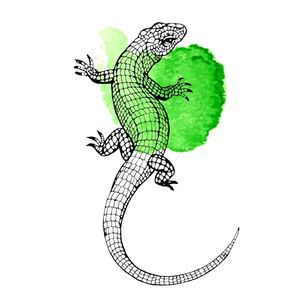 Lagarto Réptil Linha Arte Mão Desenhado Desenho Vetorial Tinta Ilustração —  Vetores de Stock