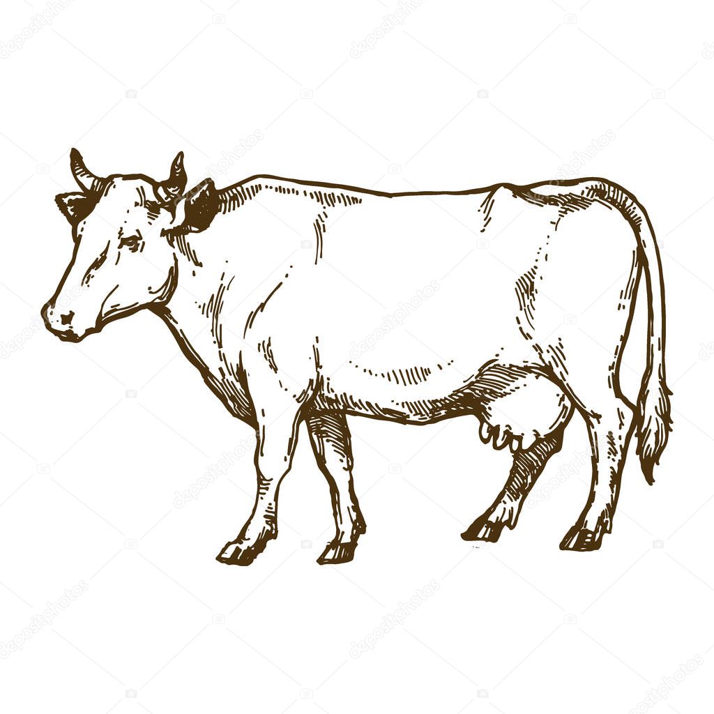 Cow isolated on white background hand drawn line art stock vector illustration for coloring book page