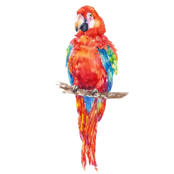 Барвисті Папуги Тропічні Птахи Акварельні Ілюстрації — стокове фото