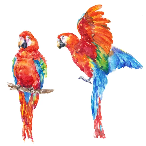 カラフルなオウム熱帯鳥水彩イラスト — ストック写真