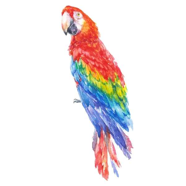 Colorato Pappagallo Uccello Tropicale Acquerello Illustrazione — Foto Stock