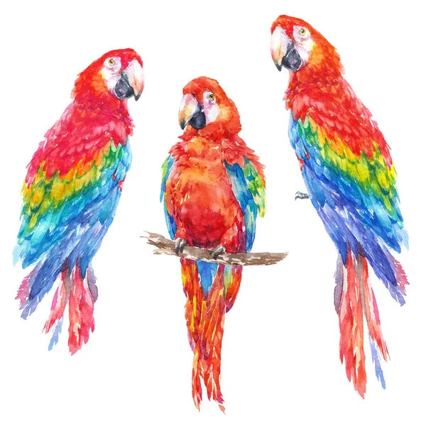 カラフルなオウム熱帯鳥水彩イラスト — ストック写真