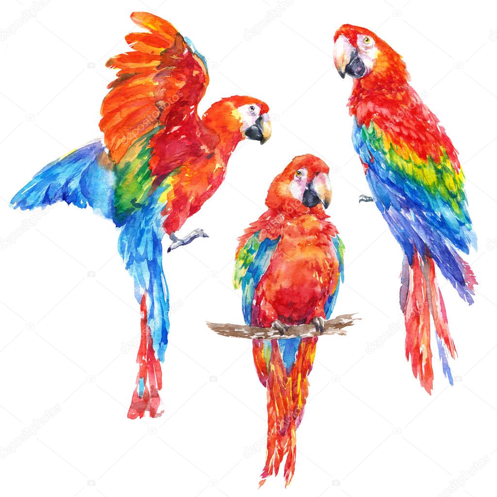 Colorful parrot tropical bird watercolor illustration
