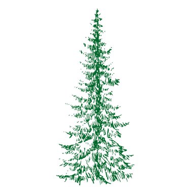 Köknar İğne yapraklı yaprak dökmeyen ağaç siluet vektör illüstrasyon izole beyaz arka plan üzerinde