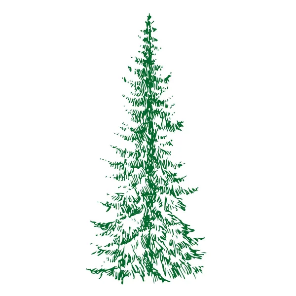 Fir Coniferous Evergreen Tree Silhouette Vector Illustration Isolated White Background — Stock Vector