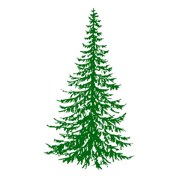 Jodła Iglaste Wiecznie Zielone Drzewo Sylwetka Wektor Ilustracja Białym Tle — Wektor stockowy