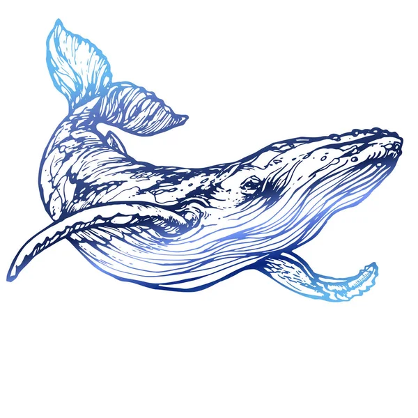 Tinta Ballena Dibujado Mano Línea Arte Bosquejo Tatuaje Ilustración Vectorial — Vector de stock