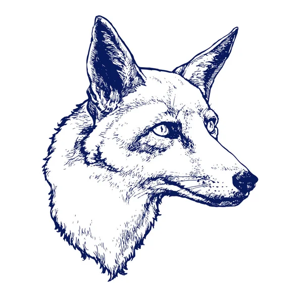 Red Fox Hoofd Portret Geïsoleerd Witte Achtergrond — Stockvector