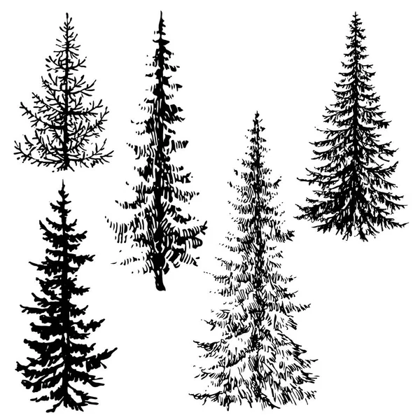 Fir Coniferous Evergreen Tree Silhouettes Landscape Vector Illustration Isolated White — Stock Vector