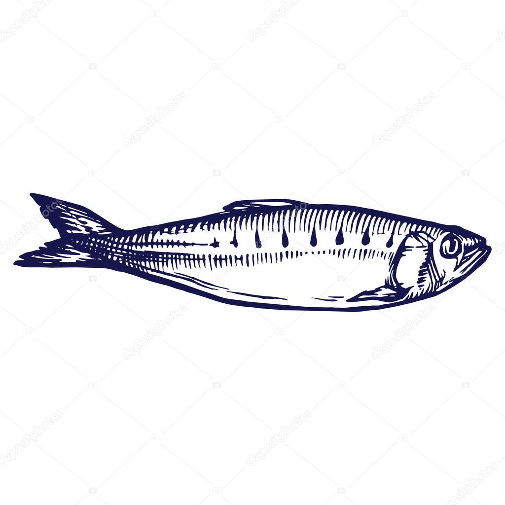 Sardine fish line art isolated on white background stock vector illustration