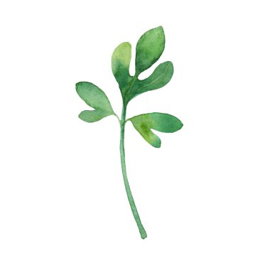 Yeşil bitkisel yaprak çiçekli suluboya beyaz arkaplanda botanik çizimler