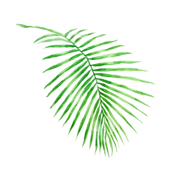 Zöld Trópusi Pálma Levelek Akvarell Illusztráció Elszigetelt Fehér Háttér — Stock Fotó