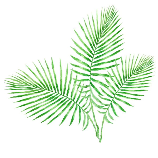 Green Tropical Palm Leaves Watercolor Illustration Isolated White Background — Stock Photo, Image