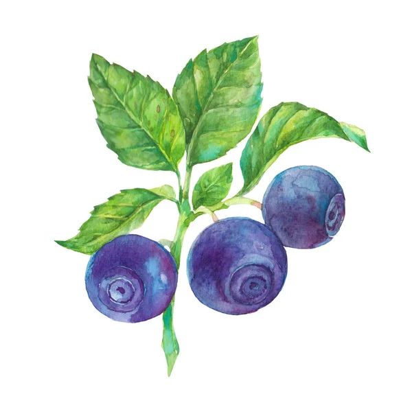Blueberry Elszigetelt Fehér Háttér Kék Bogyók Zöld Levelek Akvarell Illusztráció — Stock Fotó